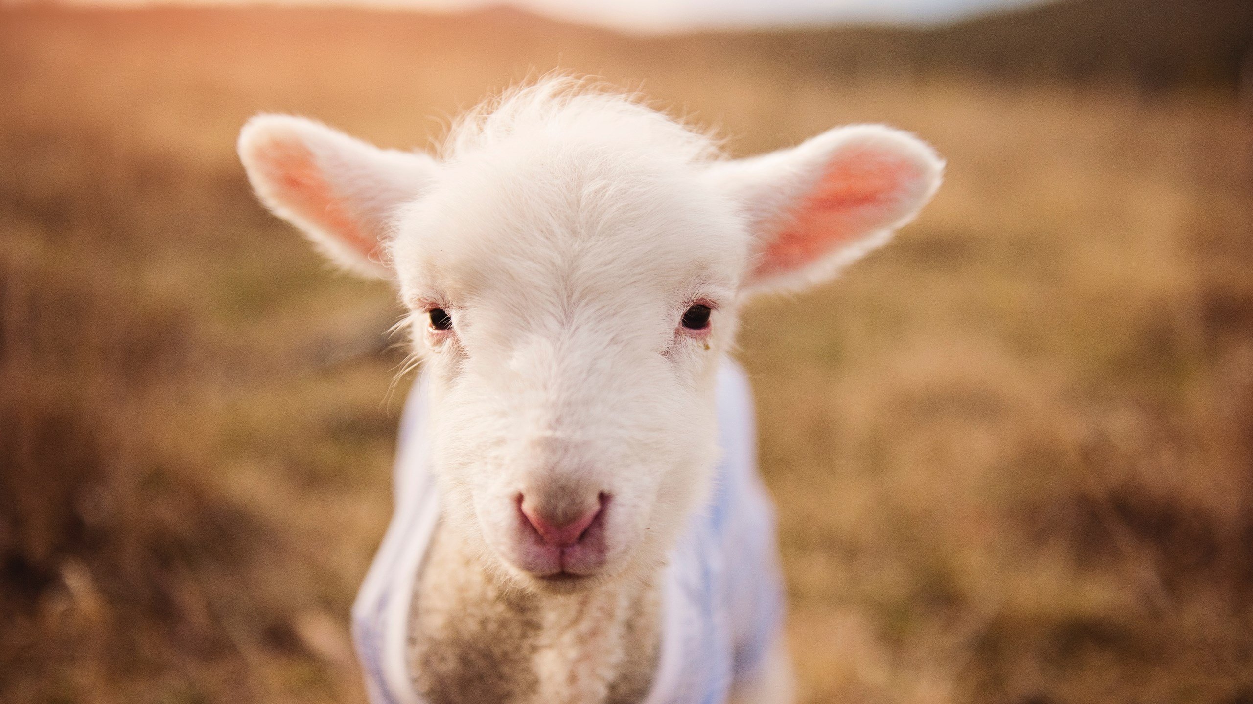 开云体育网页版入口-_青少年运动创新大赛：激发无限潜能_，青少年创新大赛宣传标语