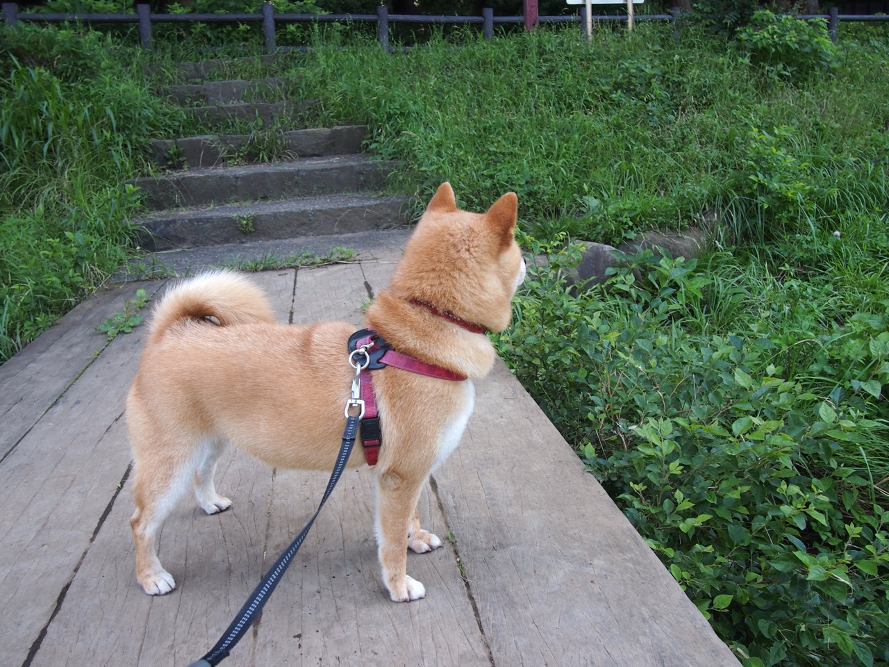 中国男足在巴黎奥运会比赛中以2-1战胜葡萄牙，男足奥运会中国队