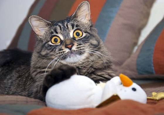 开云下载-战术盛宴：顶尖团队的多变战术体系解析，多变战士